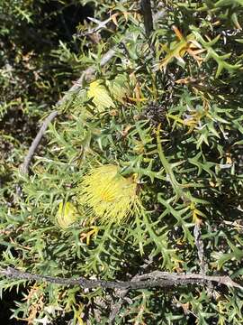 Image of Banksia purdieana (Diels) A. R. Mast & K. R. Thiele