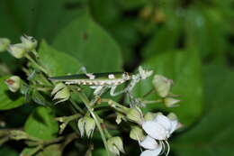 Image of Indian flower mantis