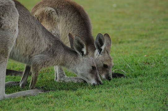 Image of kangaroo