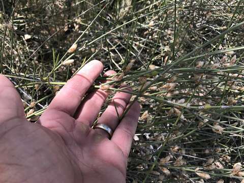 Image of American Ephedra