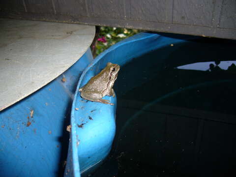 Image of Common tree frog