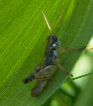 Imagem de Asemoplus sierranus Hebard 1936