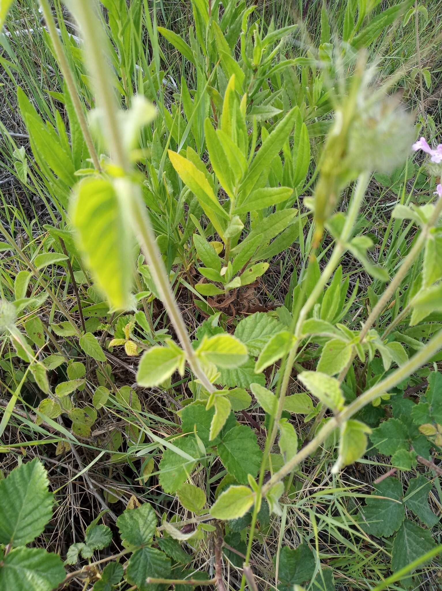 Слика од Clinopodium vulgare subsp. orientale Bothmer