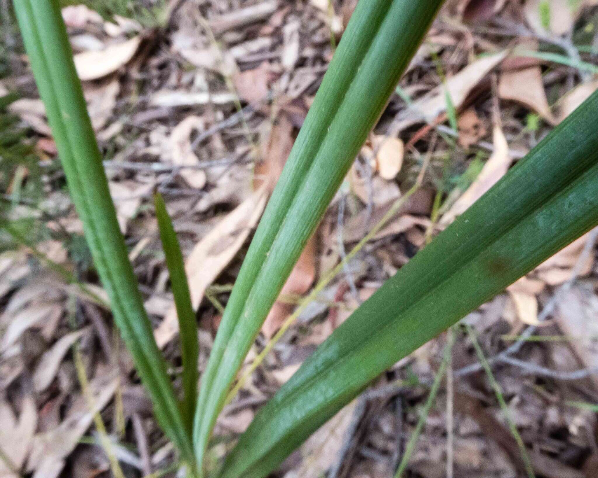 Image of Blueberry Flax Lily