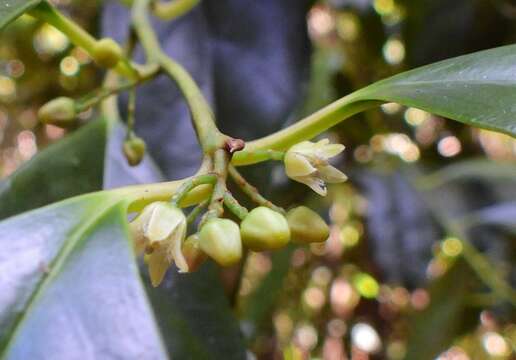 Image of Apodytes brachystylis F. Muell.