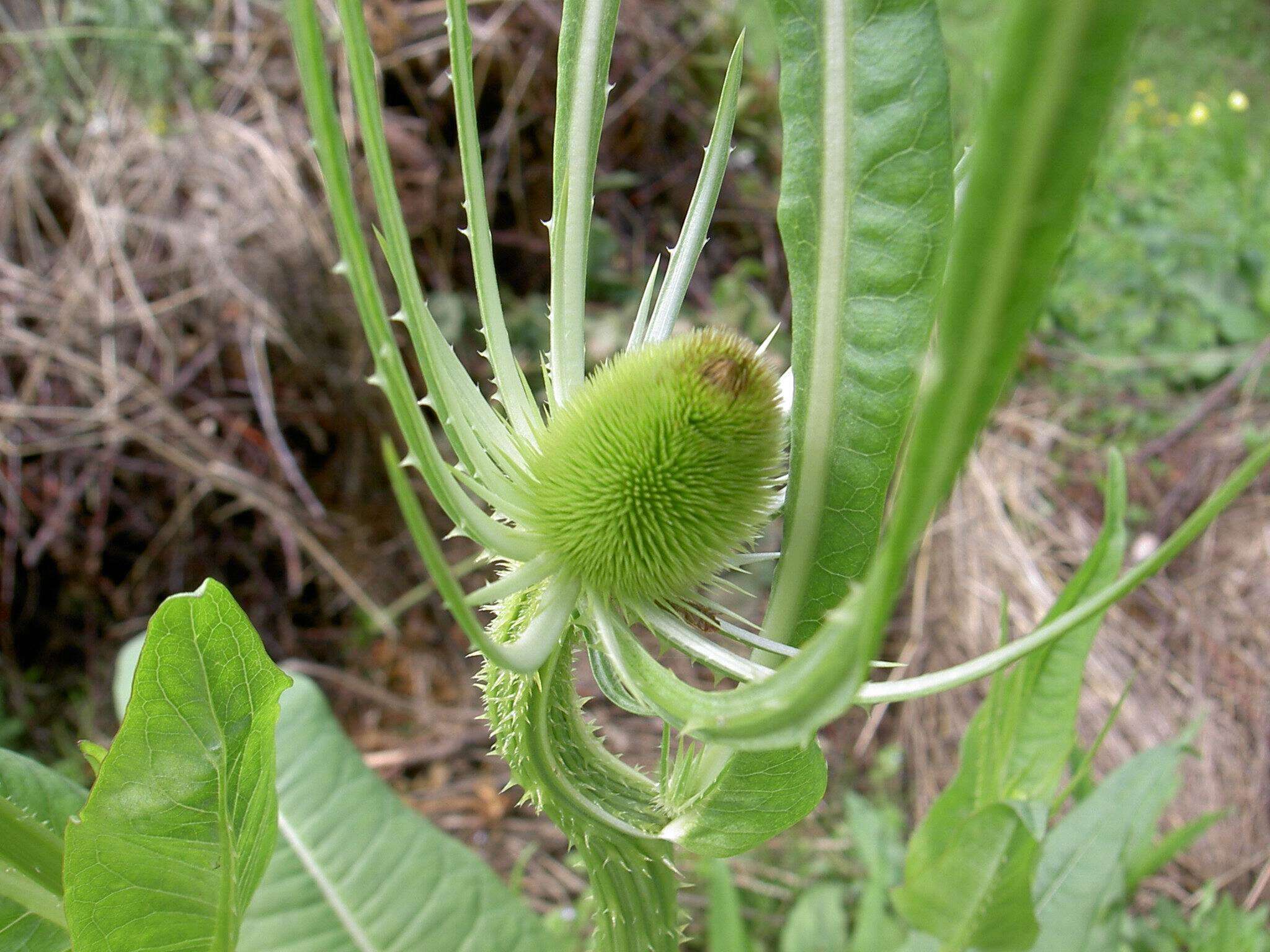 Image of Dipsacus fullonum