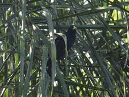 Image of Red-rumped Cacique