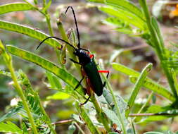 Image of Deltaspis rubriventris Bates 1880