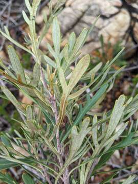 Plancia ëd Lomatia polymorpha R. Br.