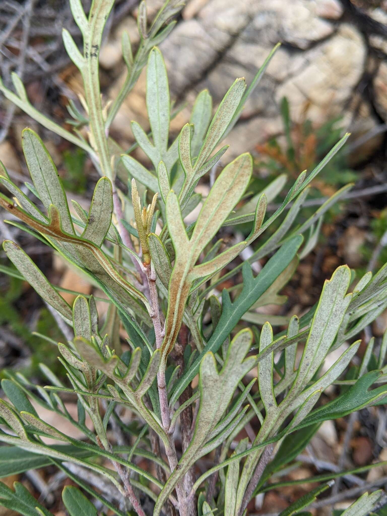 Plancia ëd Lomatia polymorpha R. Br.