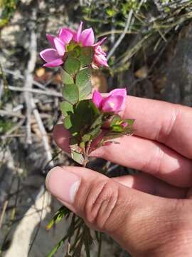 Image of Australian Native Rose