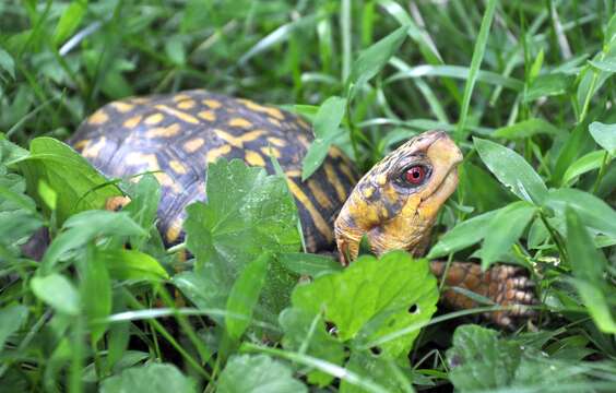 Image of Eastern box turtle