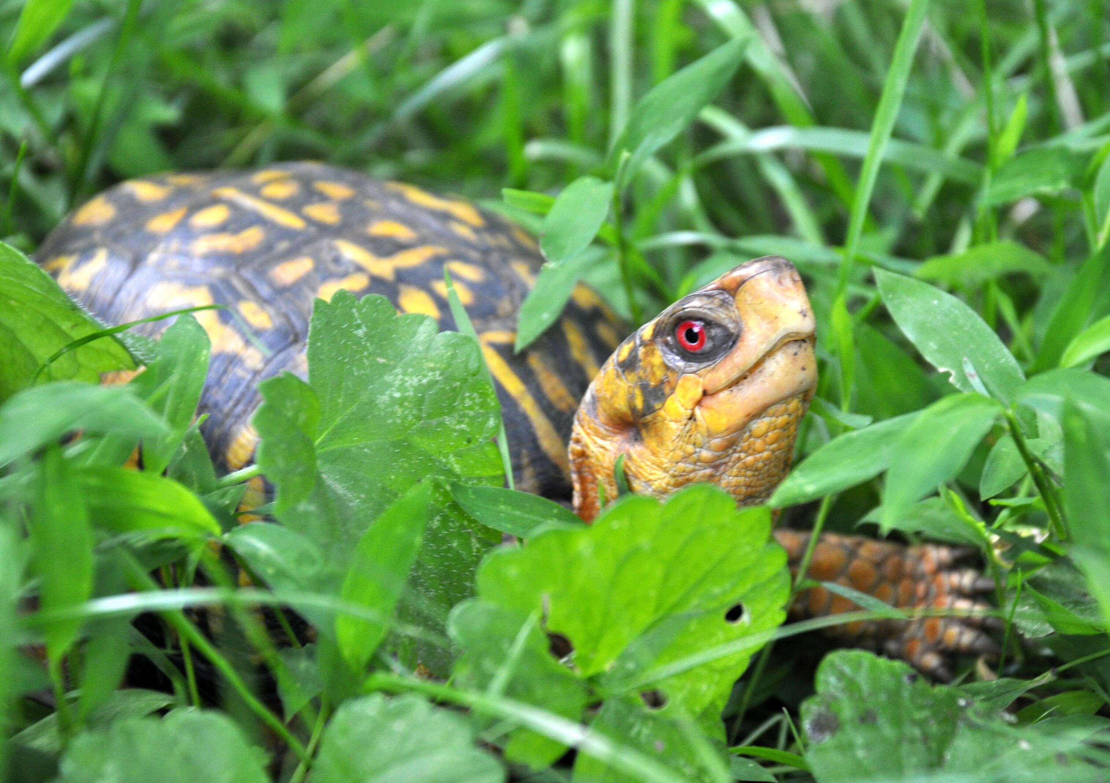 Image of Eastern box turtle