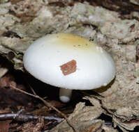 Image of Amanita albocreata (G. F. Atk.) E.-J. Gilbert 1941