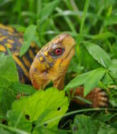 Image of Eastern box turtle