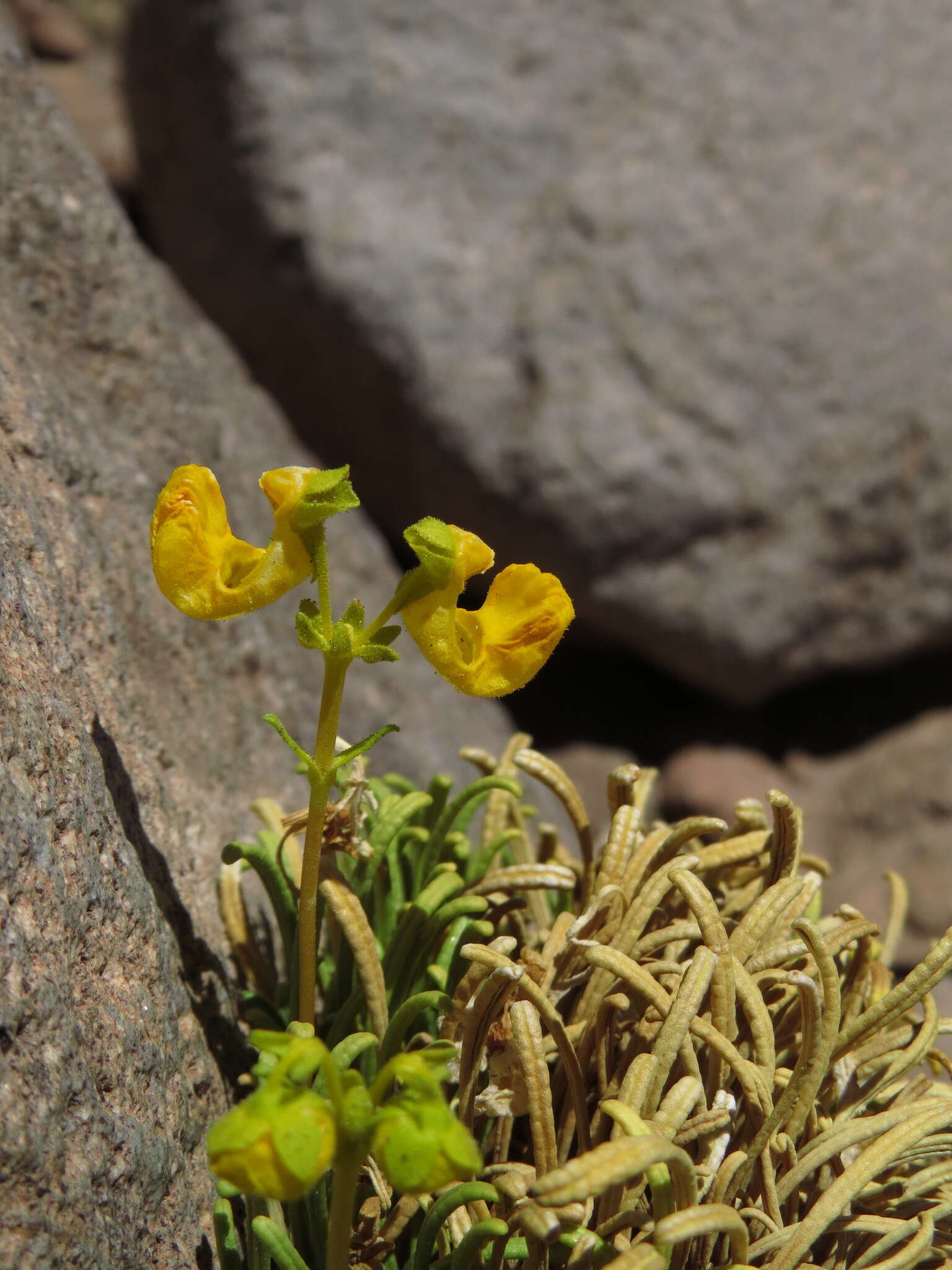 Image of Calceolaria pinifolia Cav.