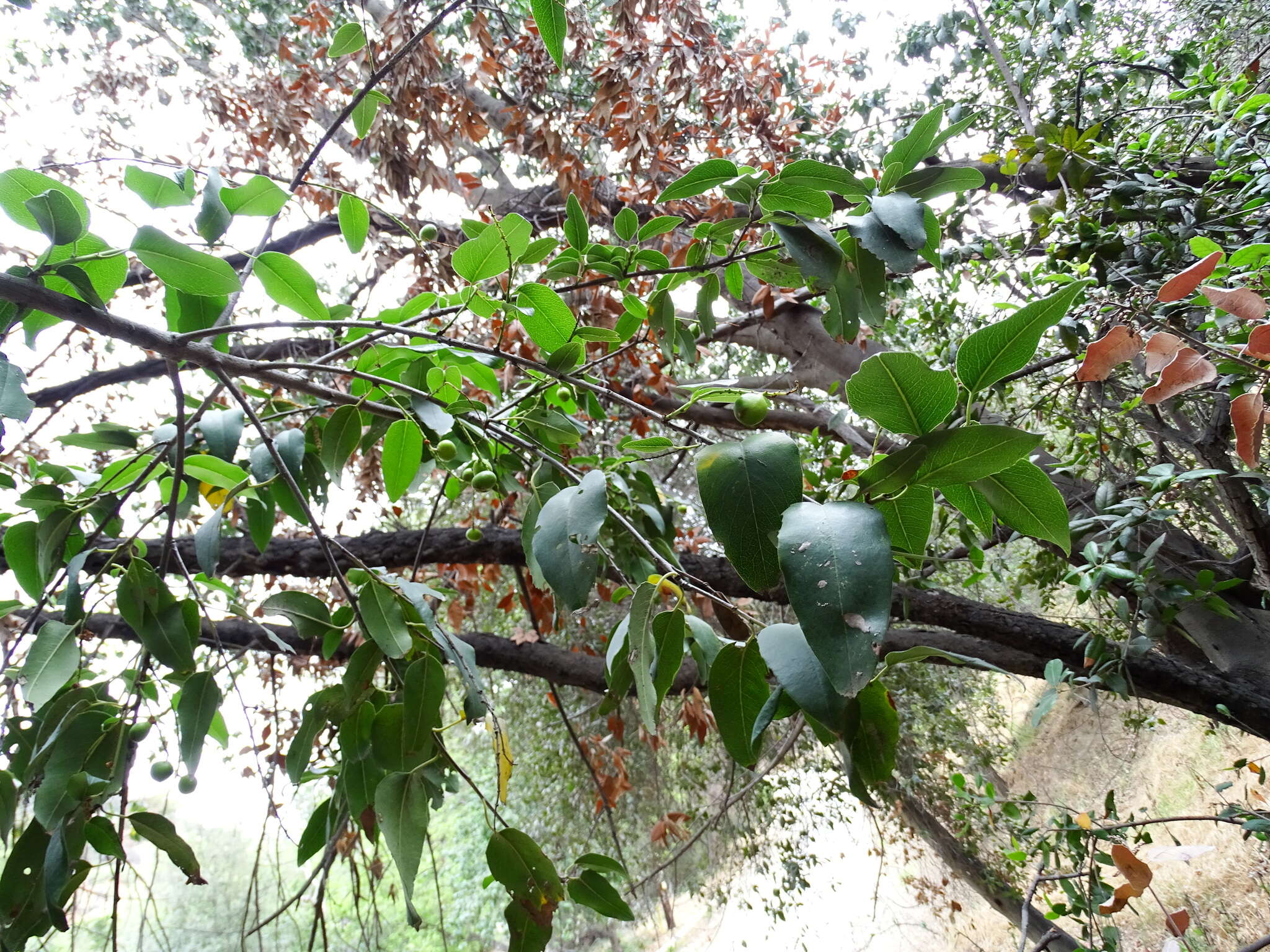 Image of hollyleaf cherry