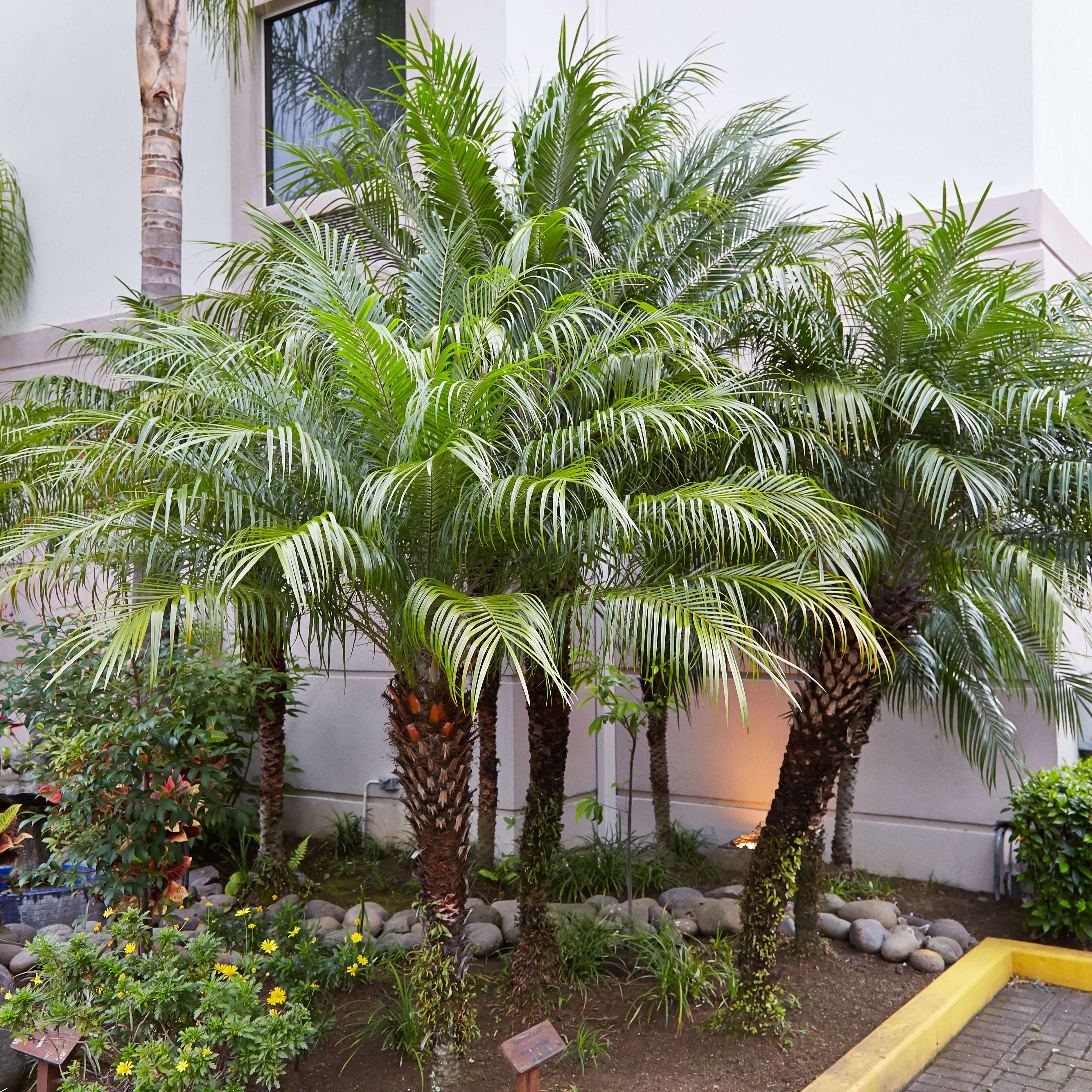 Image of pygmy date palm