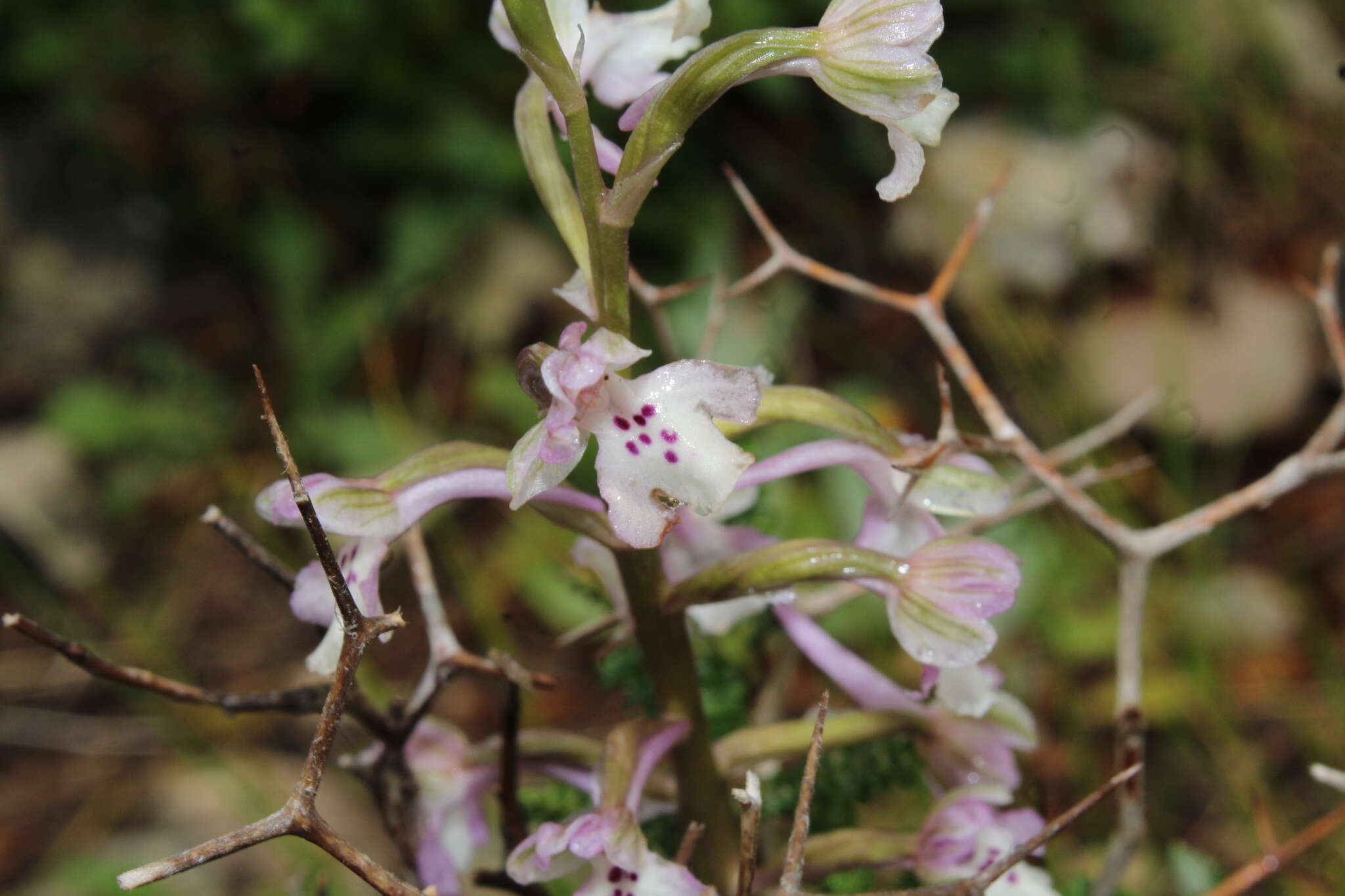 Image of Anacamptis israelitica (H. Baumann & Dafni) R. M. Bateman, Pridgeon & M. W. Chase