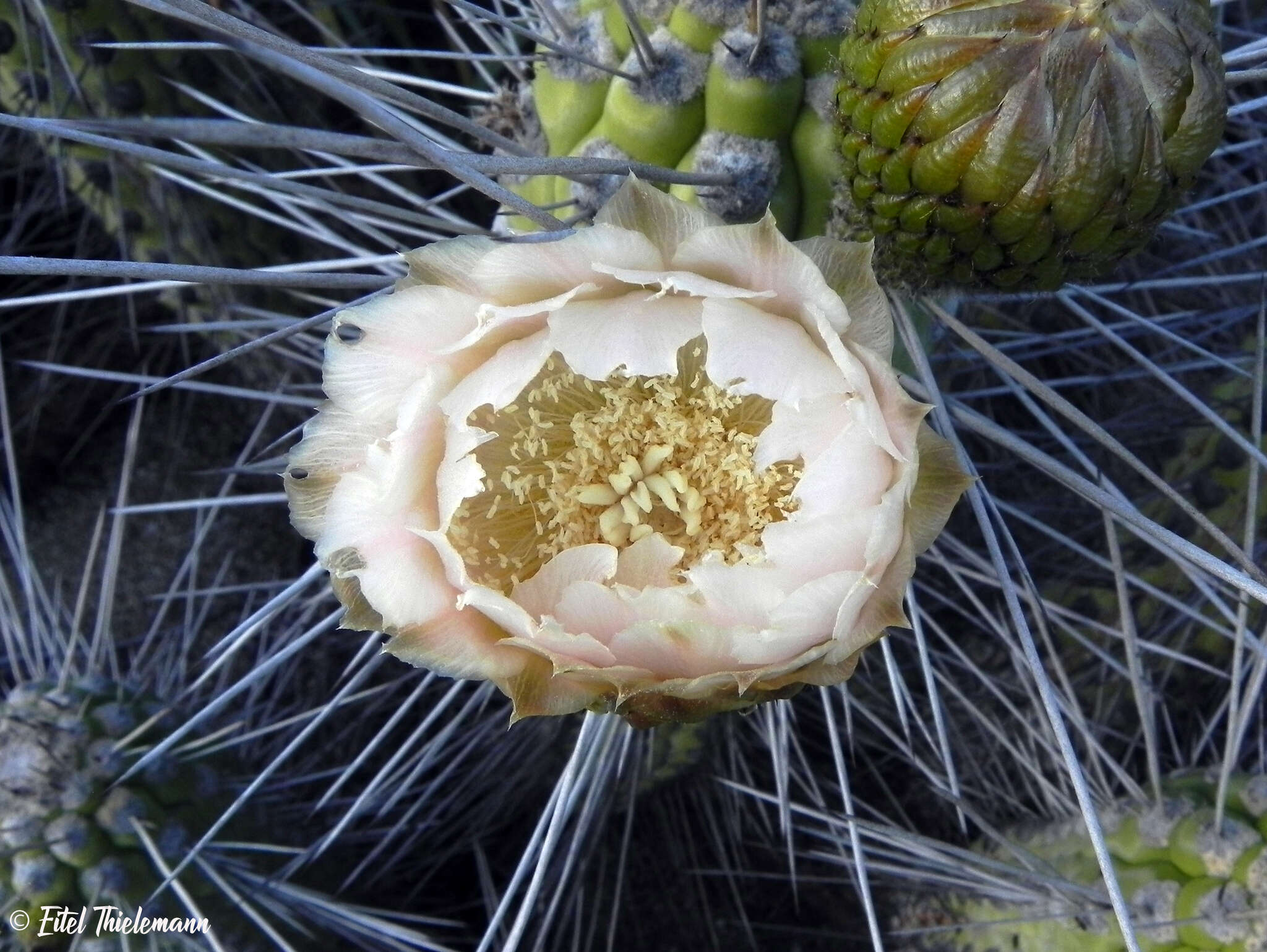 Image of Eulychnia vallenarensis