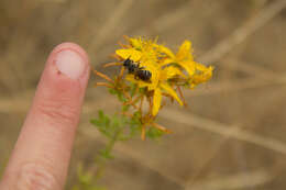 Image of Halictus farinosus Smith 1853