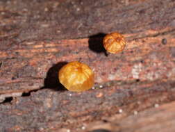 Image of Marasmius alveolaris Cleland 1927