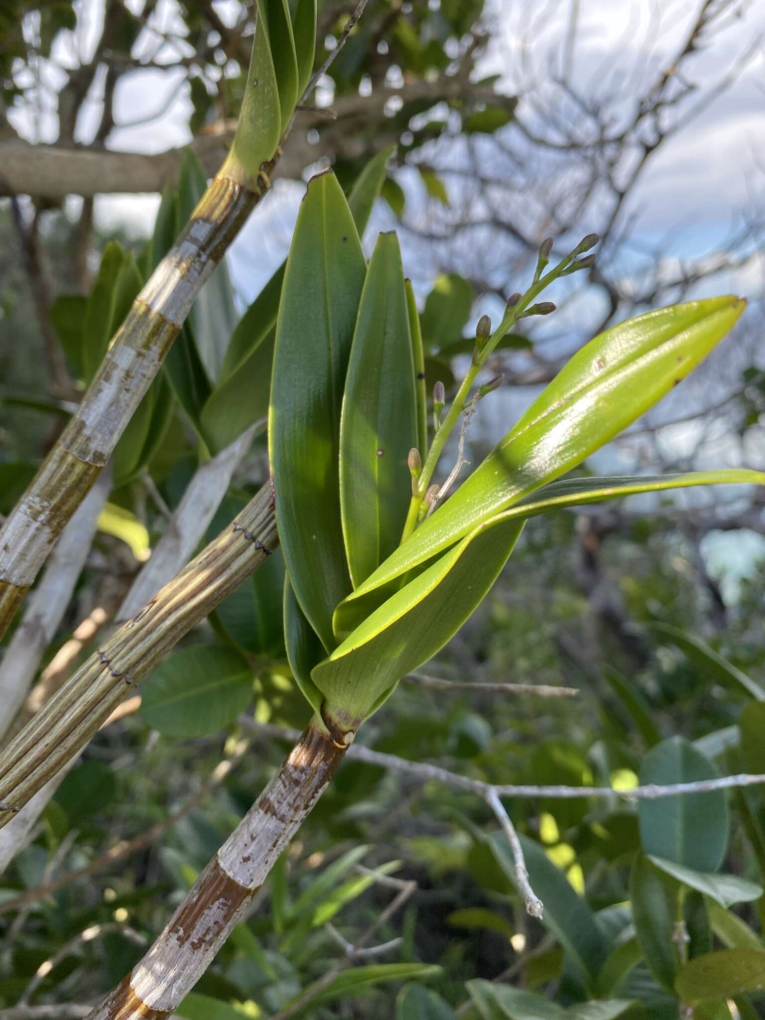 Image of Dendrobium gracilicaule var. howeanum Maiden