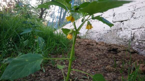 Image of Mexican groundcherry