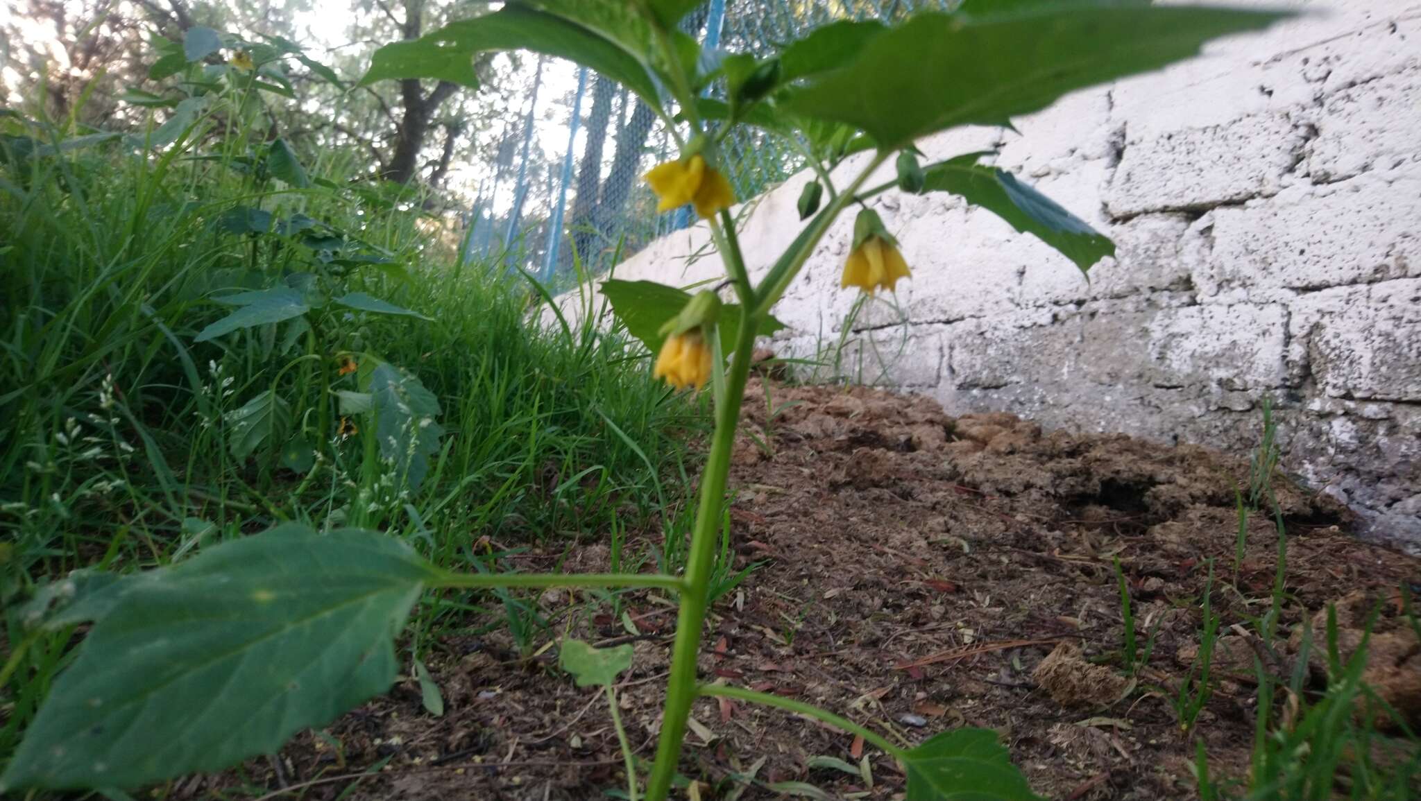 Physalis philadelphica Lam. resmi