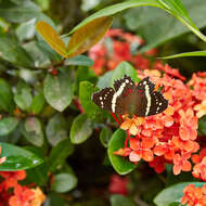 Image of Banded Peacock