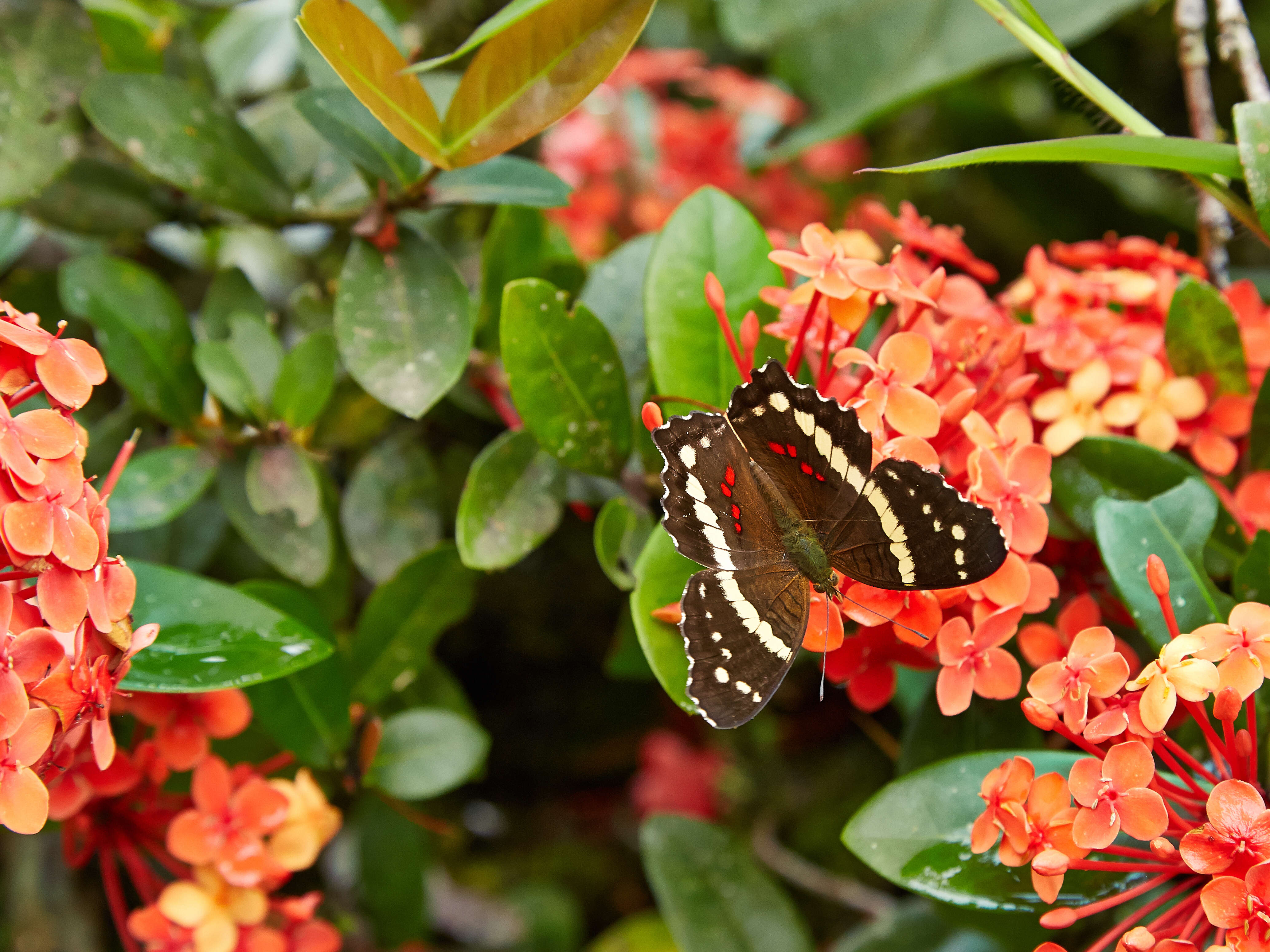 Image of Banded Peacock