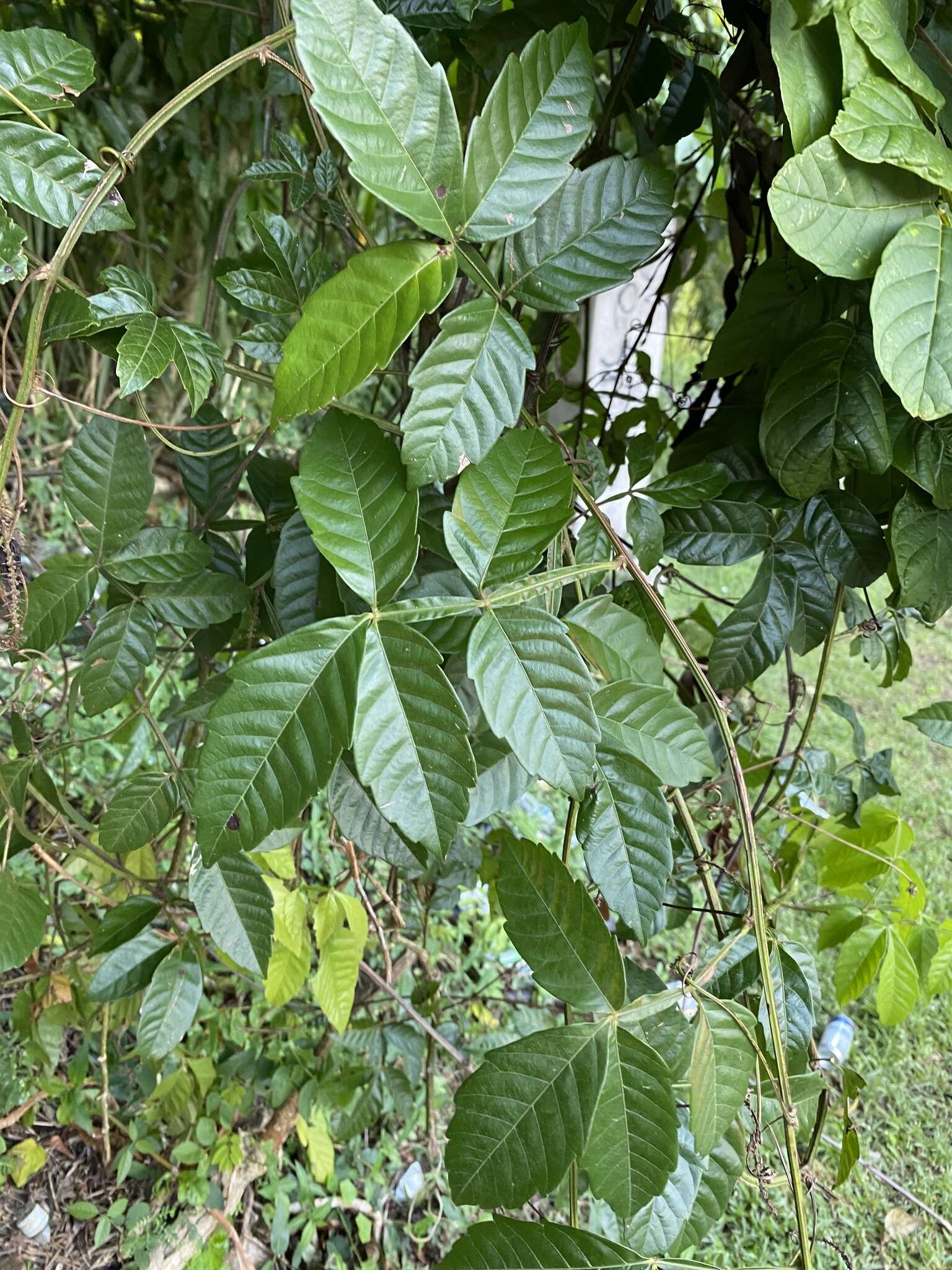 Слика од Paullinia pinnata L.