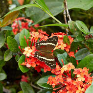 Image of Banded Peacock