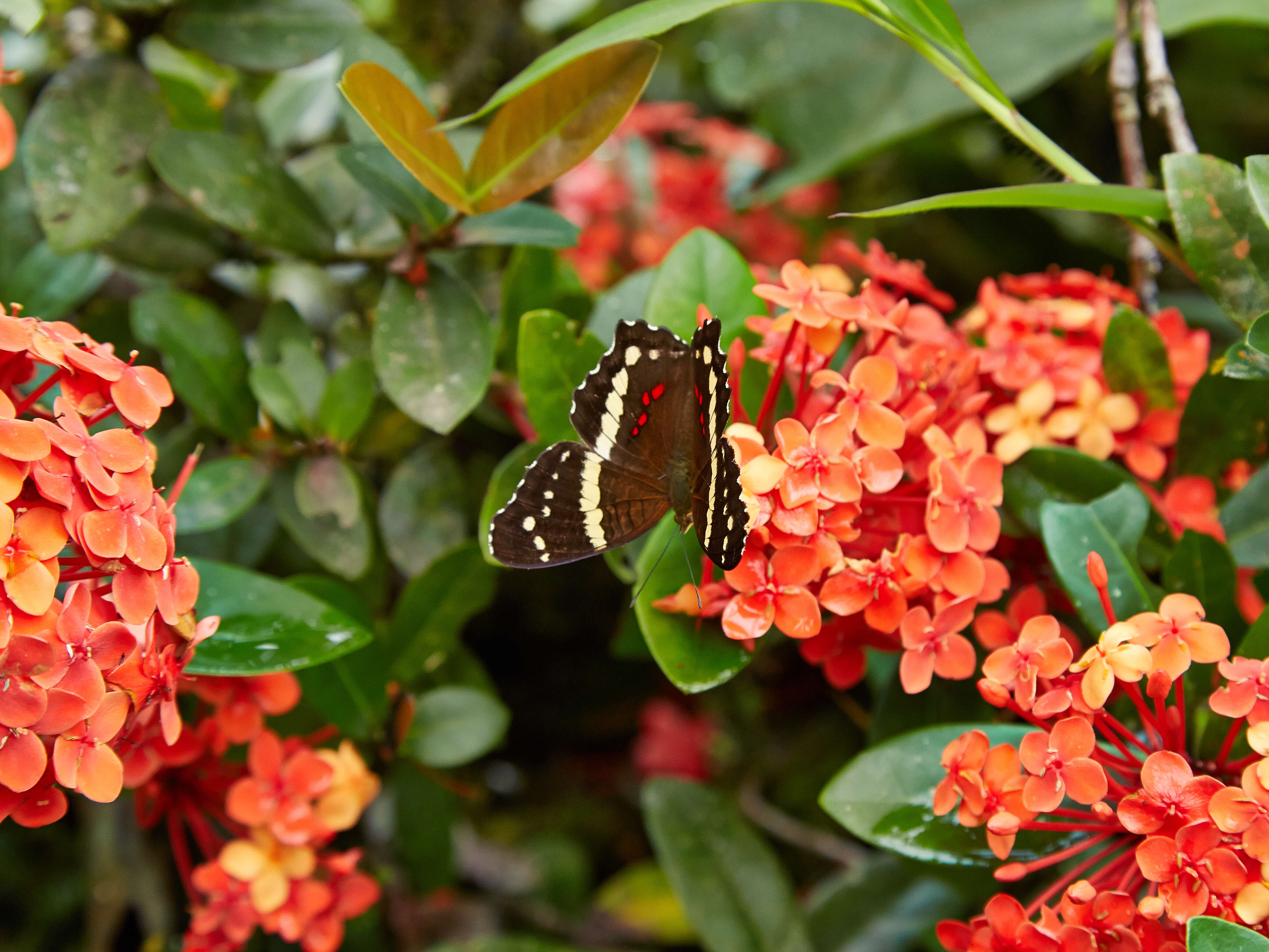 Image of Banded Peacock