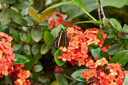 Image of Banded Peacock