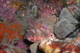 Image of Eastern Red scorpionfish