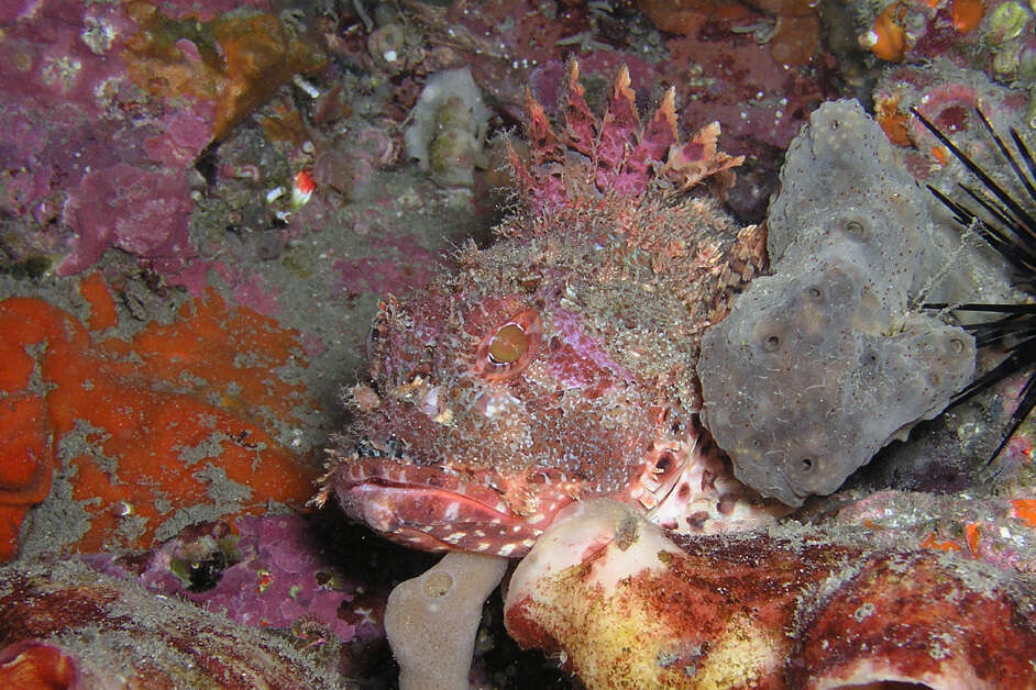 Image of Eastern Red scorpionfish