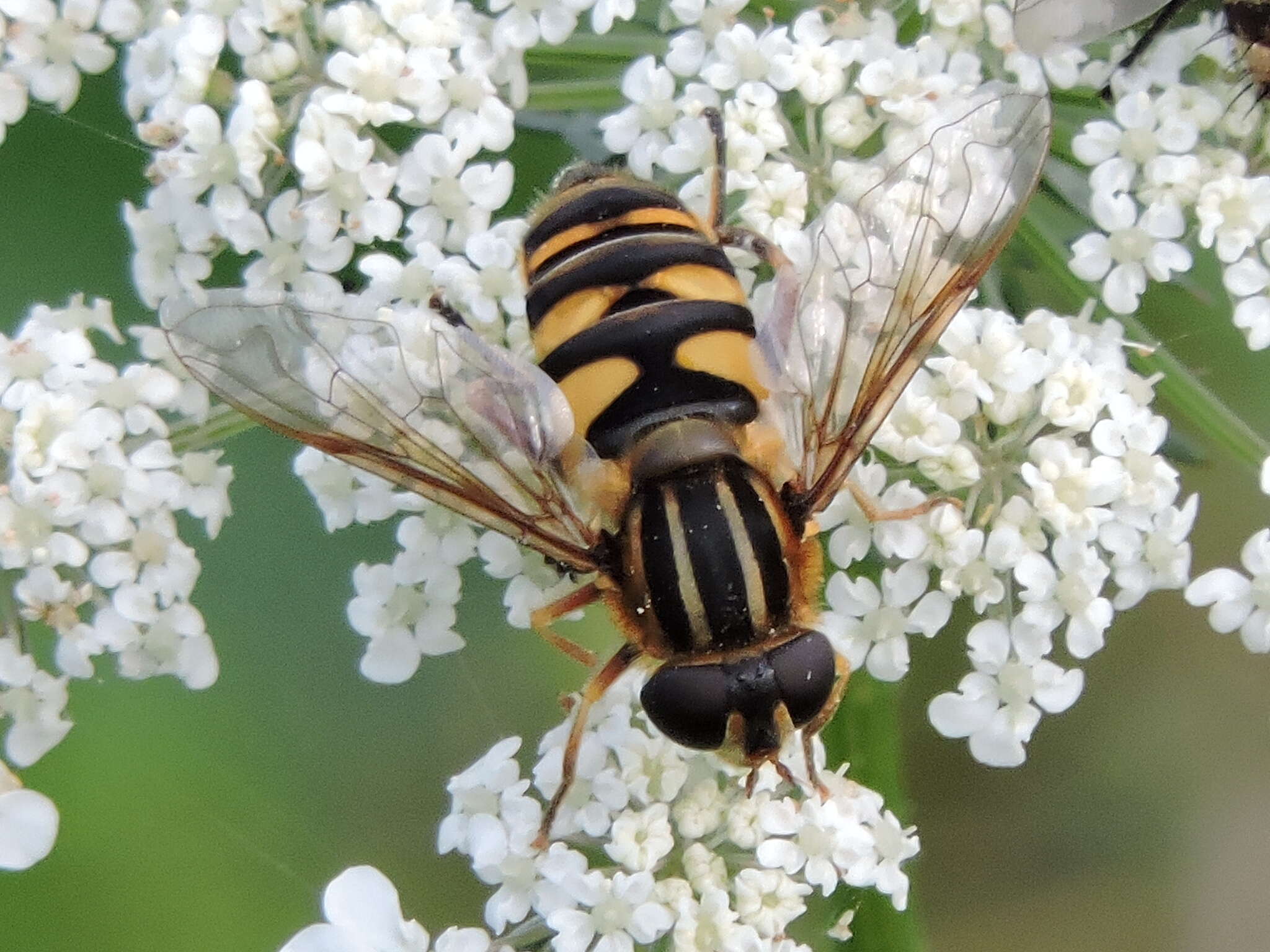 Image of Helophilus fasciatus Walker 1849