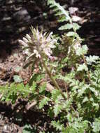 Image of Dudley's lousewort