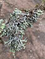 Image of tube lichen