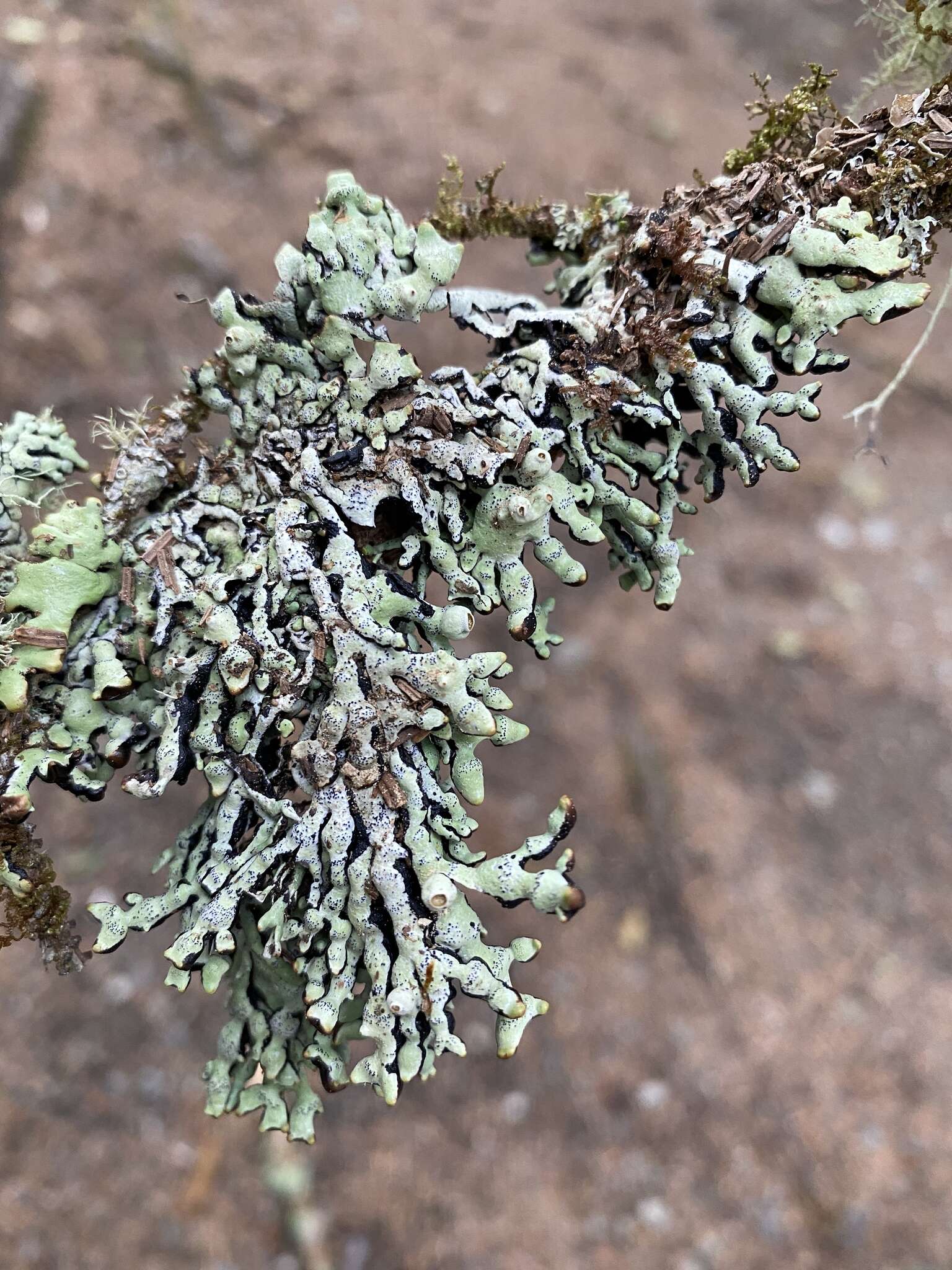 Image of tube lichen