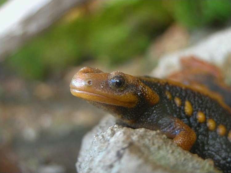 Image of Crocodile Newt