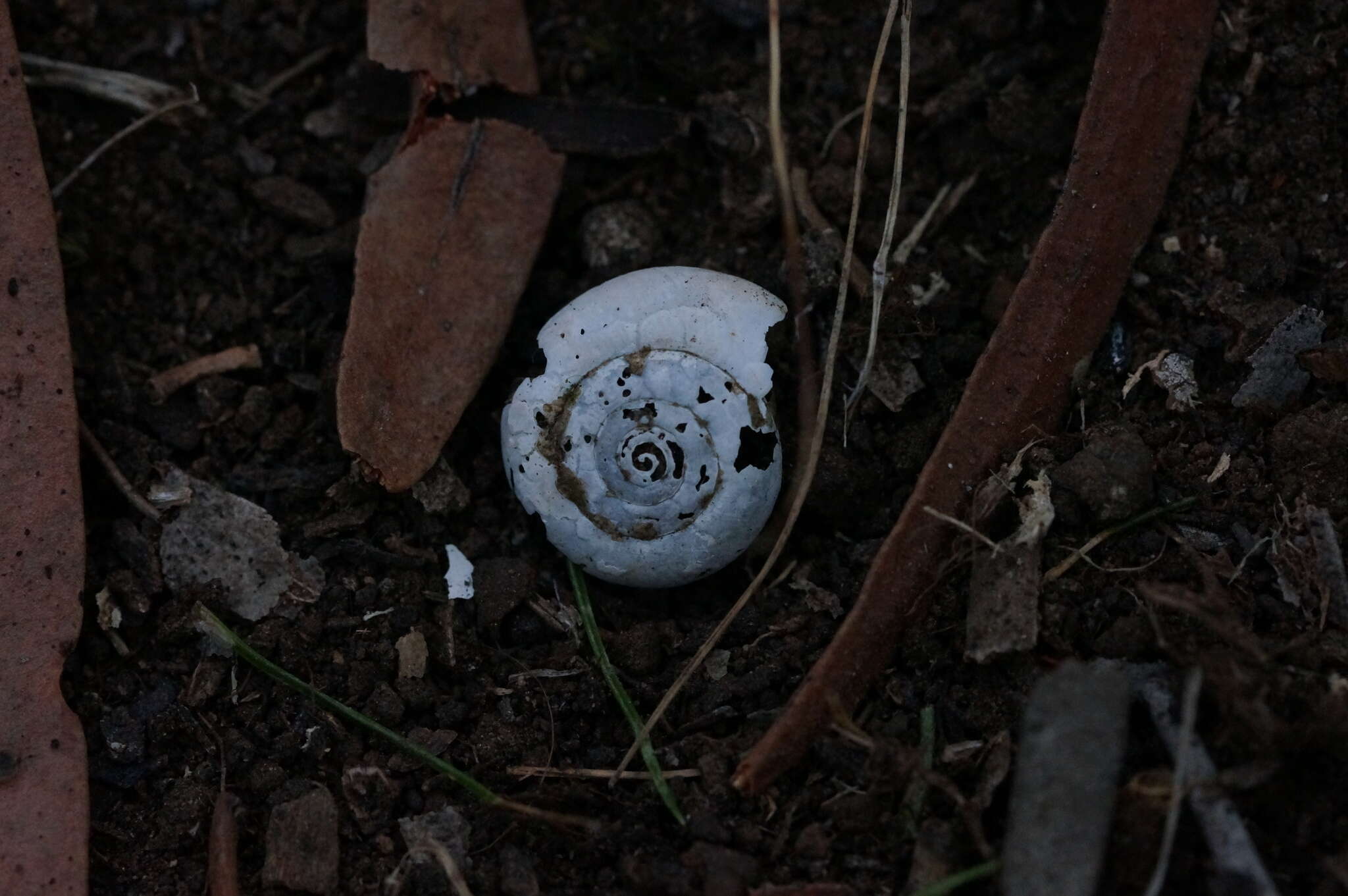 Image of Cellar glass-snail