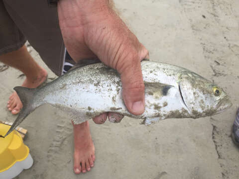 Image of bluefishes