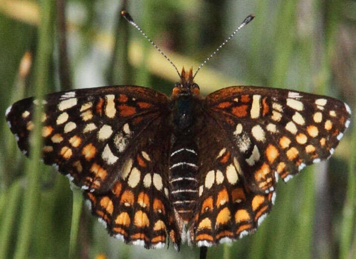 Image of Gabb's Checkerspot