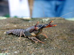 Image of Broad-clawed Crayfish