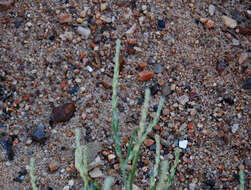 Image of Hyssop-Leaf Bugseed