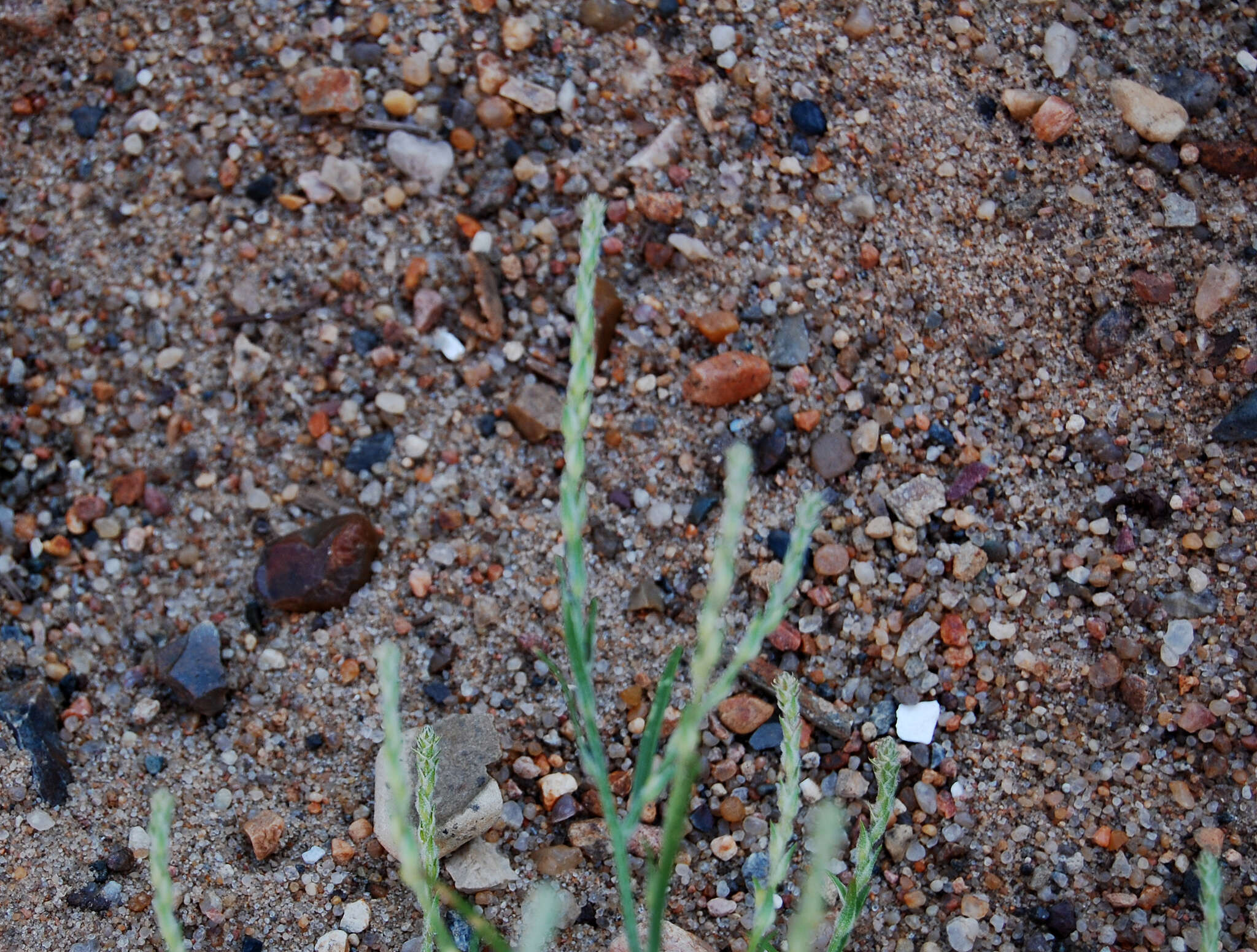 Image of Hyssop-Leaf Bugseed