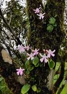 Image of Impatiens acaulis Arn.