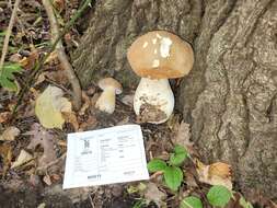 Imagem de Boletus nobilissimus Both & R. Riedel 2000